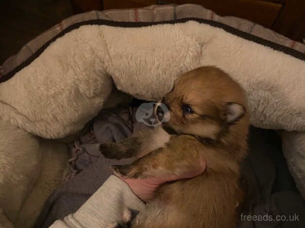 2 gorgeous Pomeranian puppies for sale in Lynmouth, Devon - Image 3