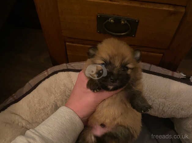 2 gorgeous Pomeranian puppies for sale in Lynmouth, Devon - Image 4