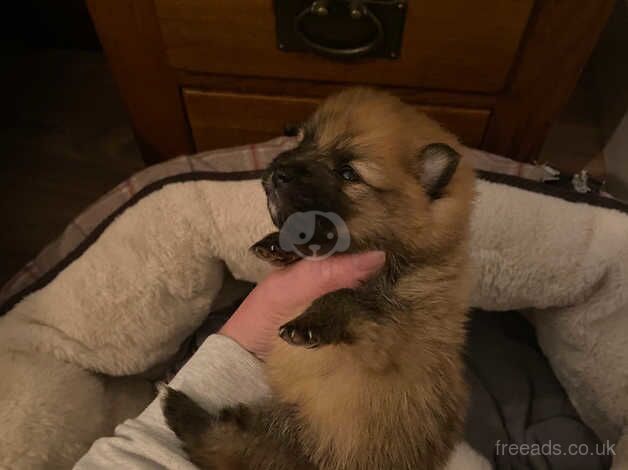 2 gorgeous Pomeranian puppies for sale in Lynmouth, Devon - Image 5