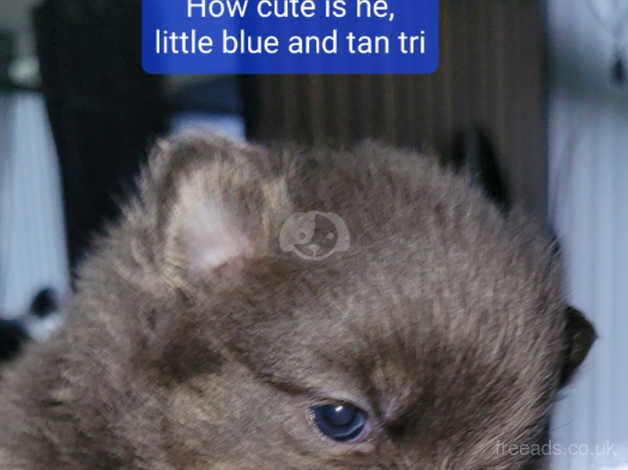 2 little pomeranian boys left for sale in Sheffield, South Yorkshire