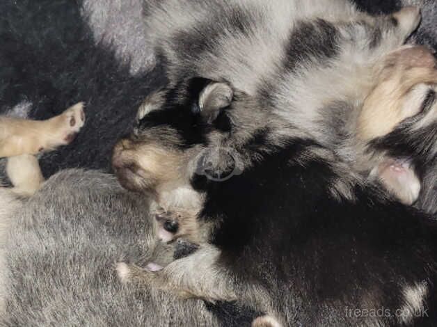 2 little pomeranian boys left for sale in Sheffield, South Yorkshire - Image 3