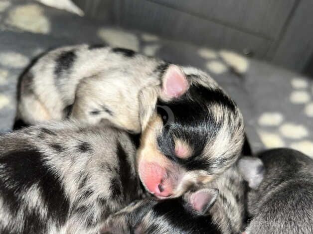 2 little pomeranian boys left for sale in Sheffield, South Yorkshire - Image 4