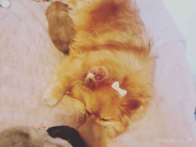 2 male Russian pomeranian puppies for sale in Dunstable, Bedfordshire