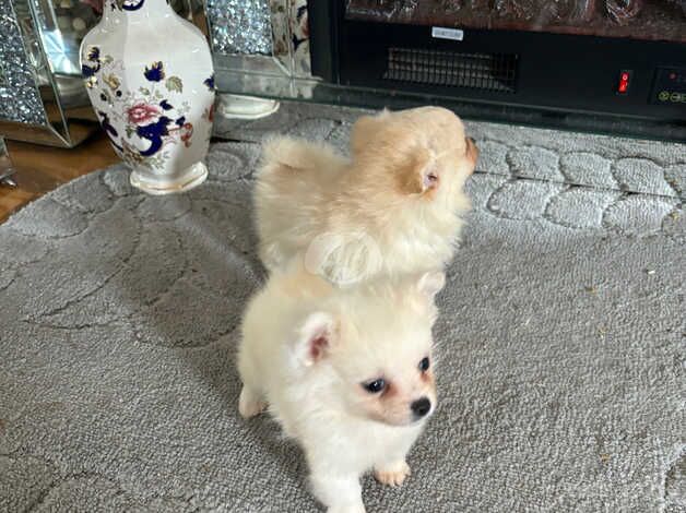 2 Miniature Pomeranian Puppies for sale in High Wycombe, Buckinghamshire