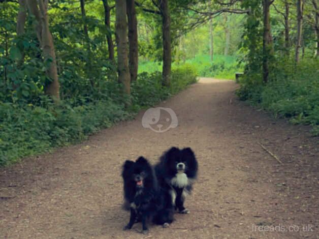 2 playful, loving poms waiting for their new home for sale in New Ferry, Ballymena - Image 4