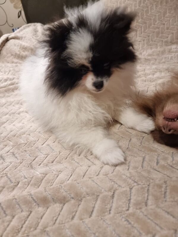 2 Pomeranian boy for sale in Aberdeen, City of Aberdeen