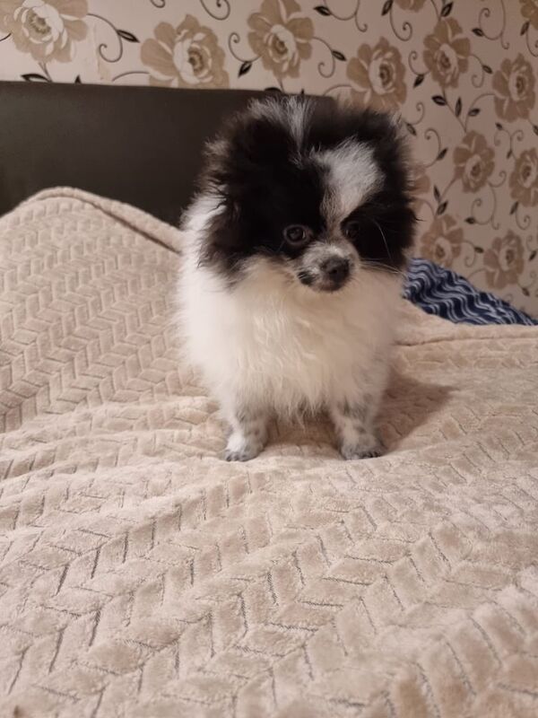 2 Pomeranian boy for sale in Aberdeen, City of Aberdeen - Image 3