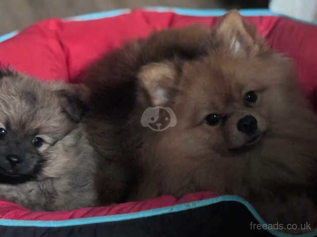 2 Pomeranian girls ready for their forever home for sale in Brent, Cornwall - Image 2