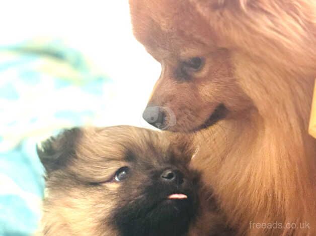 2 Pomeranian girls ready for their forever home for sale in Brent, Cornwall - Image 5