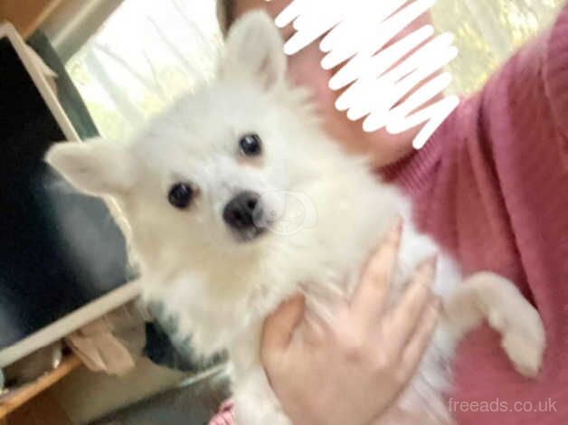 2 Pomeranian puppies boys for sale in Herefordshire, Herefordshire