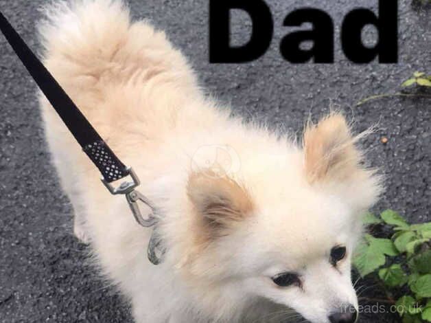 2 Pomeranian puppies boys for sale in Herefordshire, Herefordshire - Image 3