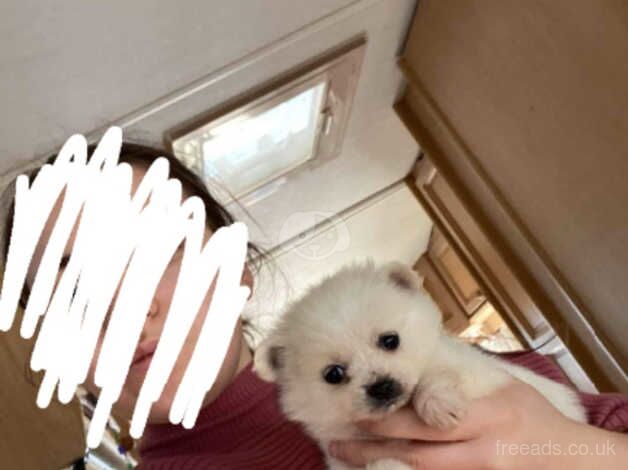 2 Pomeranian puppies boys for sale in Herefordshire, Herefordshire - Image 5