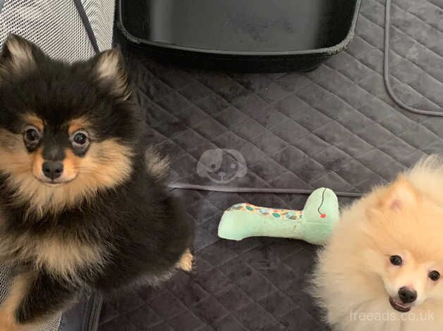 2 stunning Pomeranian puppy boys for sale in Herne Bay, Kent