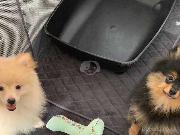 2 stunning Pomeranian puppy boys for sale in Herne Bay, Kent - Image 2