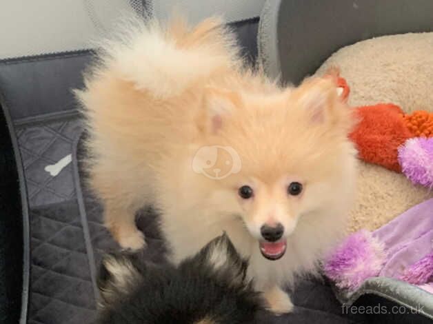 2 stunning Pomeranian puppy boys for sale in Herne Bay, Kent - Image 3