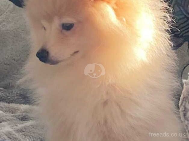 2 stunning Pomeranian puppy boys for sale in Herne Bay, Kent - Image 5