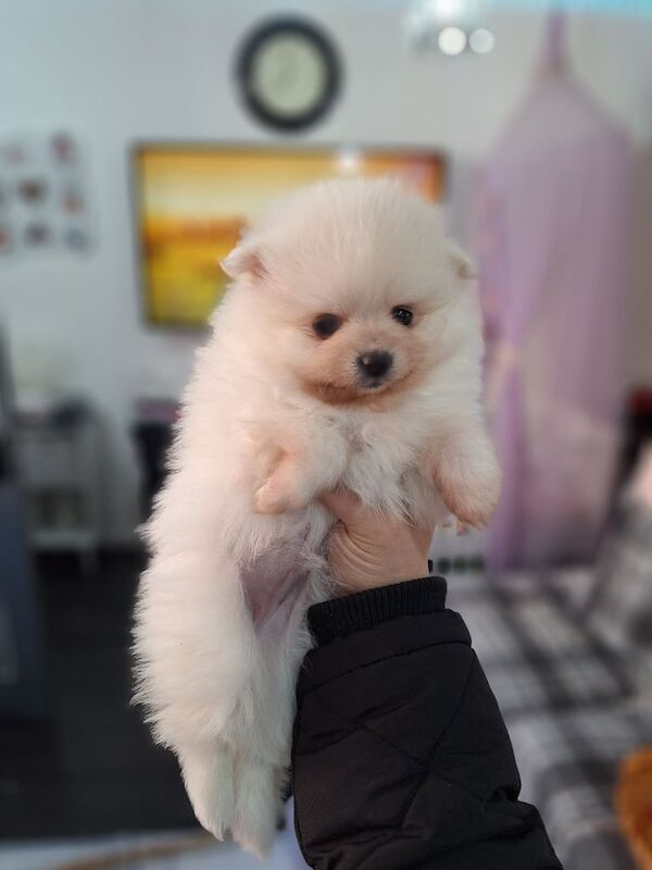 2 Teddy bear pomeranian puppies White boy for sale in Leicester, Leicestershire - Image 1