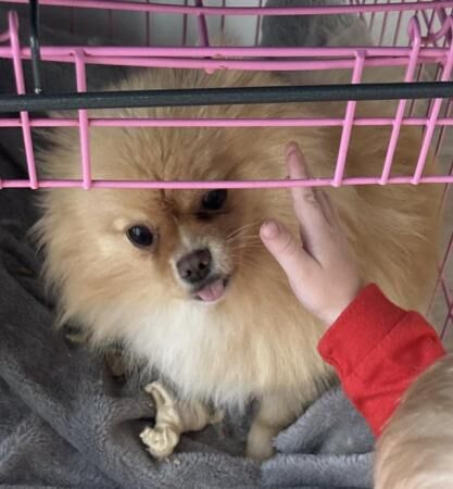 2 year old female Pomeranian looking for loving home for sale in Innsworth, Gloucestershire