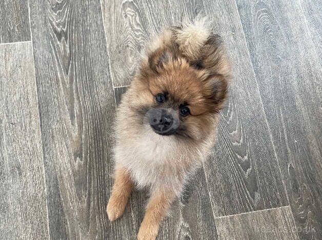 20 week old Pom puppy for sale in Llantwit Major/Llanilltud Fawr, The Vale of Glamor