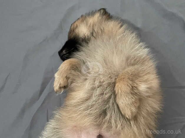 20 week old Pom puppy for sale in Llantwit Major/Llanilltud Fawr, The Vale of Glamor - Image 2