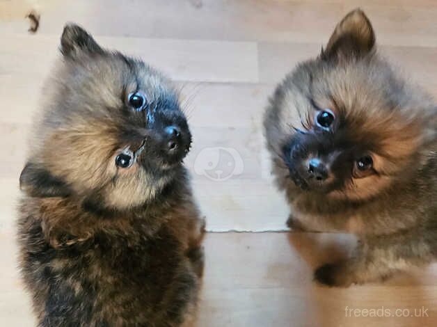 2x pomeranian puppies for sale in Bradley Stoke, Gloucestershire