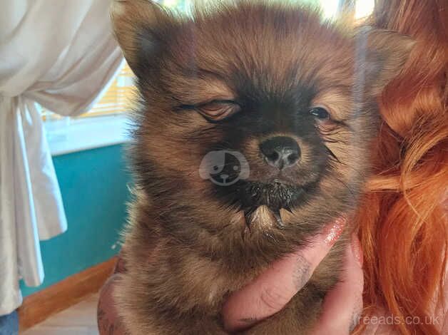 2x pomeranian puppies for sale in Bradley Stoke, Gloucestershire - Image 2