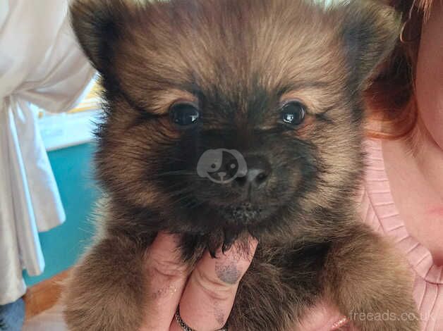 2x pomeranian puppies for sale in Bradley Stoke, Gloucestershire - Image 3