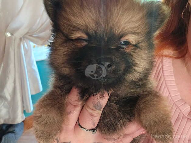 2x pomeranian puppies for sale in Bradley Stoke, Gloucestershire - Image 4