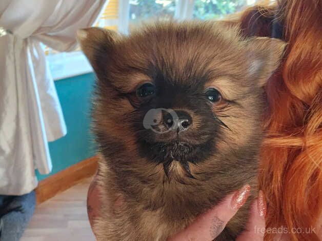 2x pomeranian puppies for sale in Bradley Stoke, Gloucestershire - Image 5