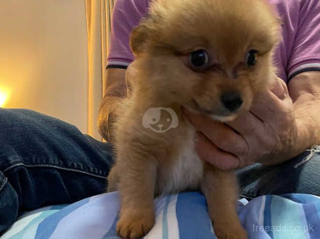 3/4 Pomeranian for sale in Tamworth, Staffordshire