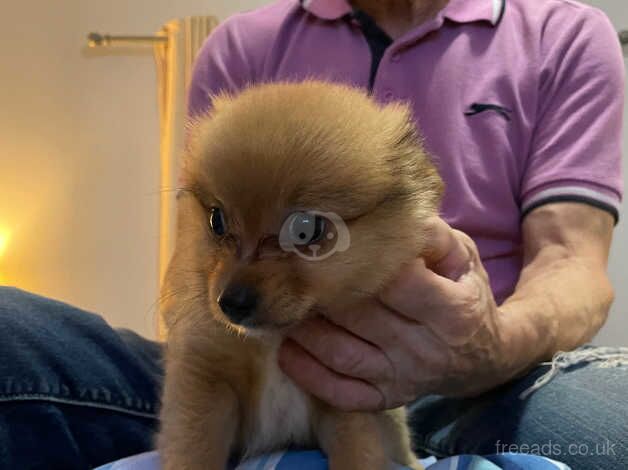 3/4 Pomeranian for sale in Tamworth, Staffordshire - Image 2