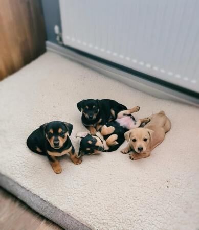 3 adorable Dachshund cross puppies looking for forever homes for sale in Eastleigh, Hampshire - Image 2
