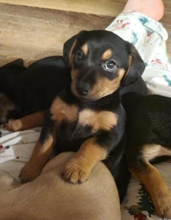 3 adorable Dachshund cross puppies looking for forever homes for sale in Eastleigh, Hampshire - Image 3
