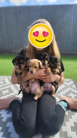 3 adorable Dachshund cross puppies looking for forever homes for sale in Eastleigh, Hampshire - Image 4