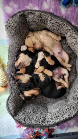 3 adorable Dachshund cross puppies looking for forever homes for sale in Eastleigh, Hampshire - Image 5