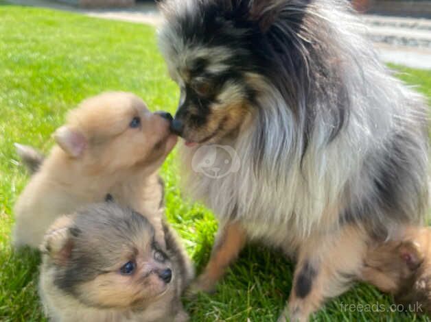 3 beautiful Pomeranian boys Merle for sale in Freckleton, Lancashire