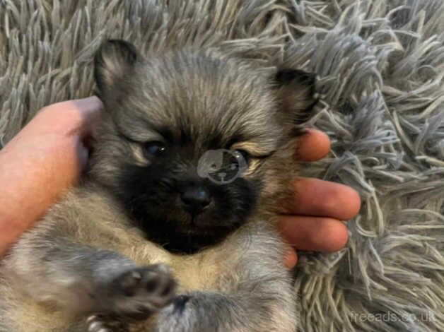 Beautiful Kc Registered Pomeranian Puppies for sale in Sheffield, South Yorkshire