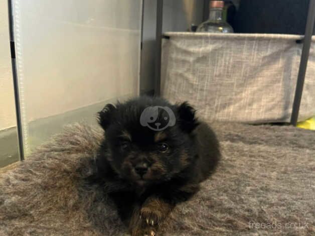 Pomeranians for sale in Sheffield, South Yorkshire