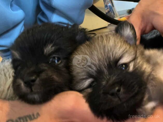 Pomeranian Puppies for sale in South Yorkshire