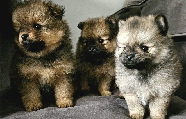3 beautiful pomeranian puppies for sale in Littlehampton, West Sussex - Image 1