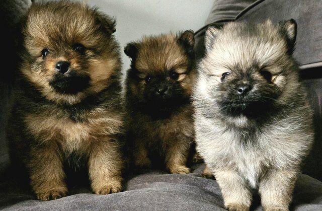 3 beautiful pomeranian puppies for sale in Littlehampton, West Sussex - Image 3