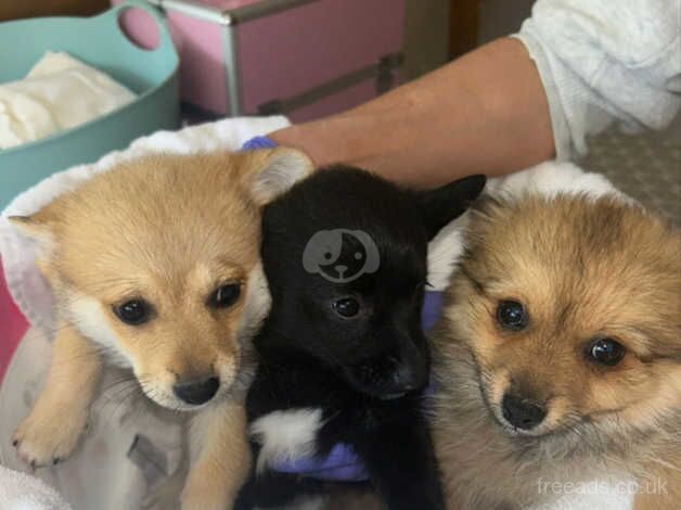 3 beautiful Pomeranian puppies for sale! for sale in Bermondsey, Southwark, Greater London