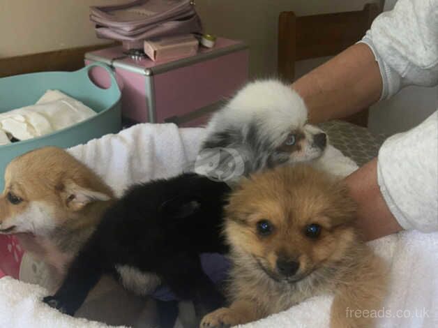 3 beautiful Pomeranian puppies for sale! for sale in Bermondsey, Southwark, Greater London - Image 2