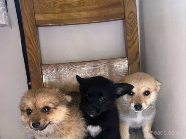 3 beautiful Pomeranian puppies for sale! for sale in Bermondsey, Southwark, Greater London - Image 4