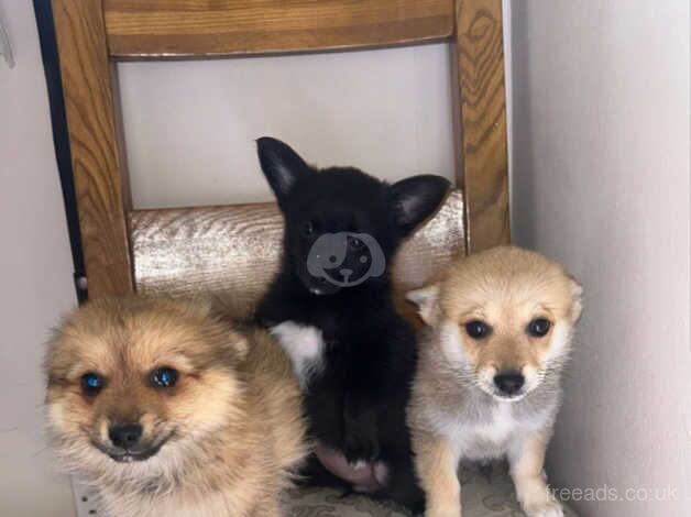 3 beautiful Pomeranian puppies for sale! for sale in Bermondsey, Southwark, Greater London - Image 5