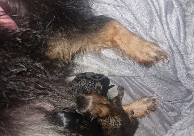 3 boys 1 girl pomeranian puppies for sale in Treharris, Merthyr Tydfil