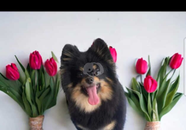 3 boys 1 girl pomeranian puppies for sale in Treharris, Merthyr Tydfil - Image 4