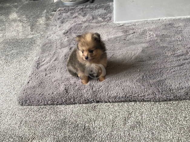 3 gorgeous little Pomeranian boys for sale in Freckleton, Lancashire