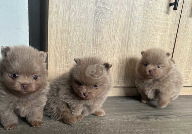 3 KC registered lilac Pomeranians for sale in Welwyn Garden City, Hertfordshire