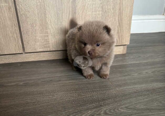 3 KC registered lilac Pomeranians for sale in Welwyn Garden City, Hertfordshire - Image 2